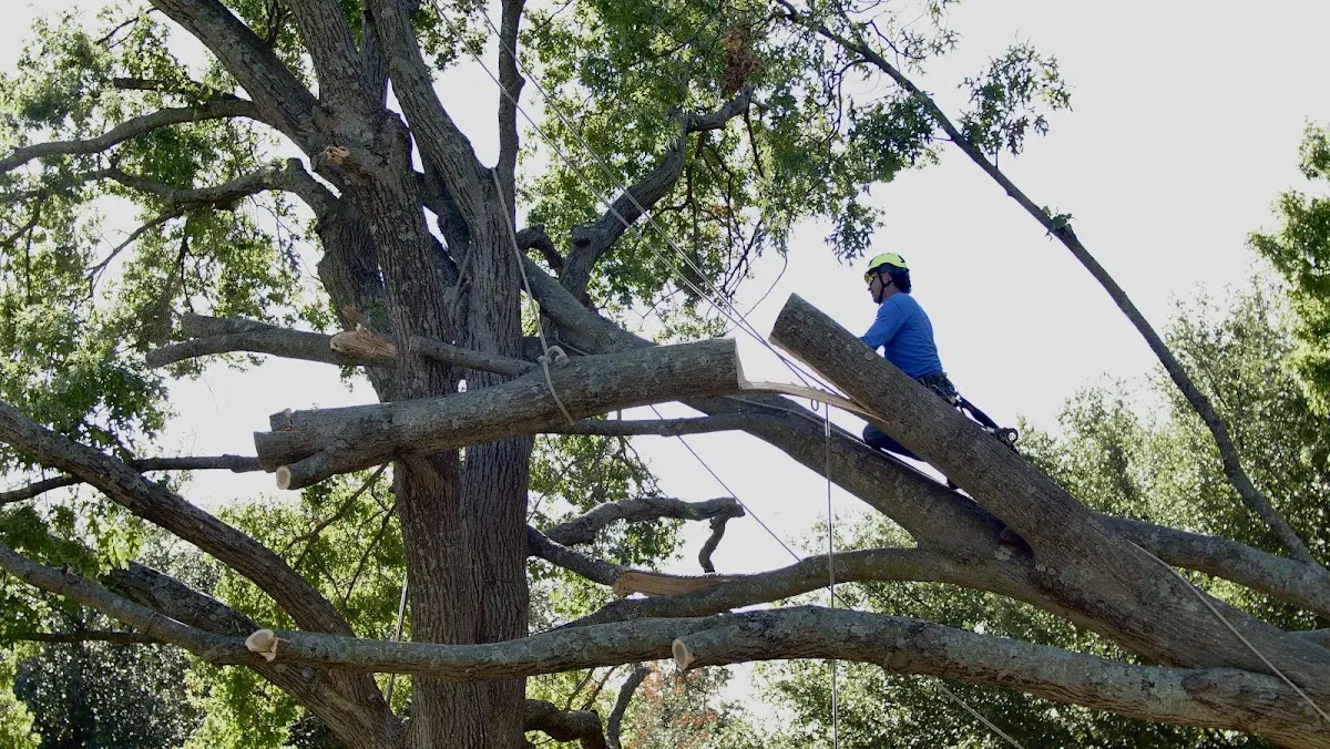 Professional Hazardous Tree Removal performed by certified arborists in Jamesville