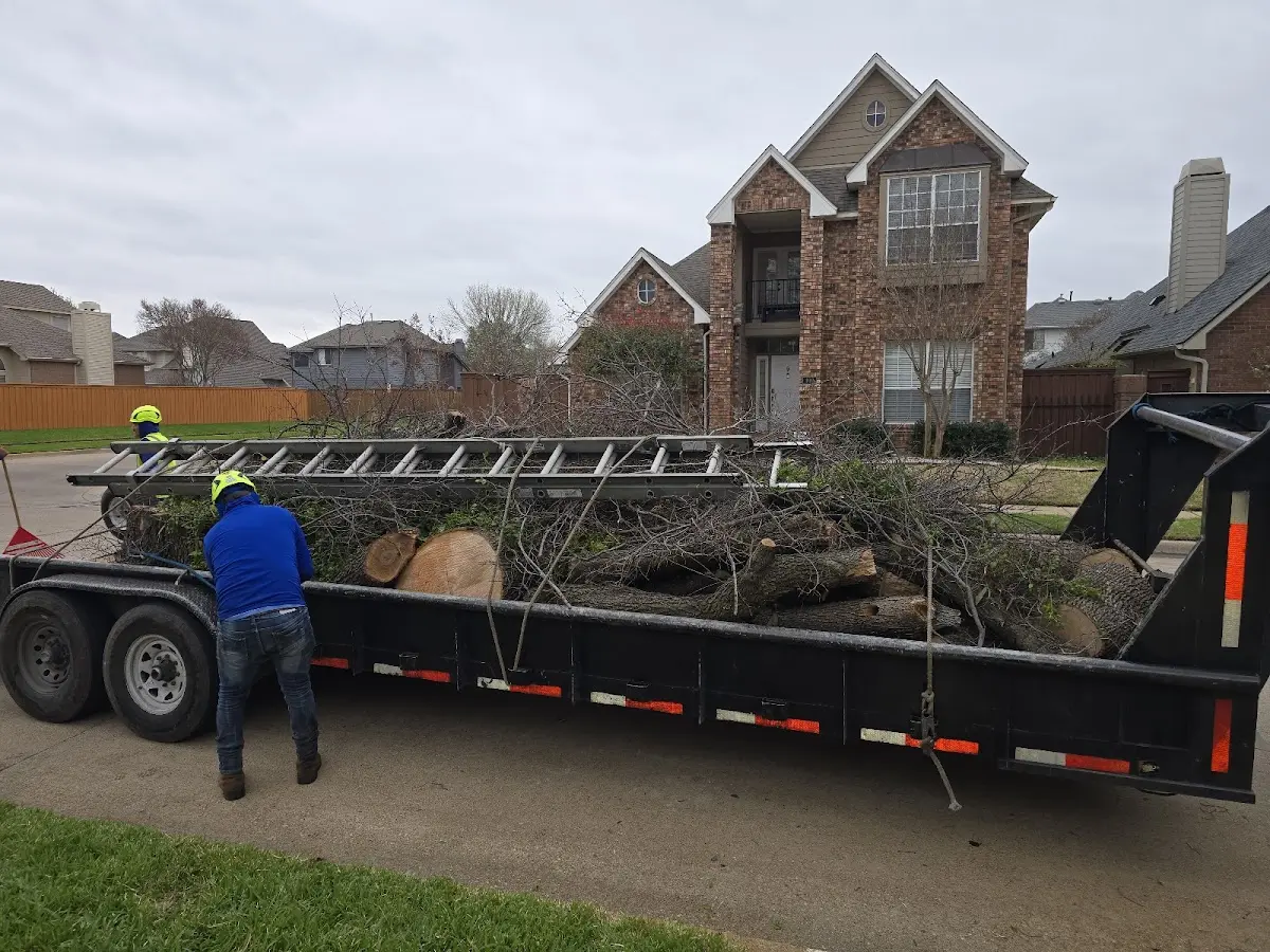 Expert Tree Pest Control with proper safety equipment in Jamesville